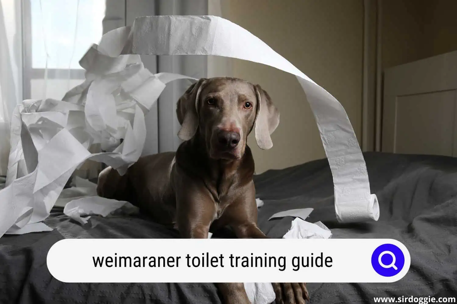 weimaraner toilet training guide
