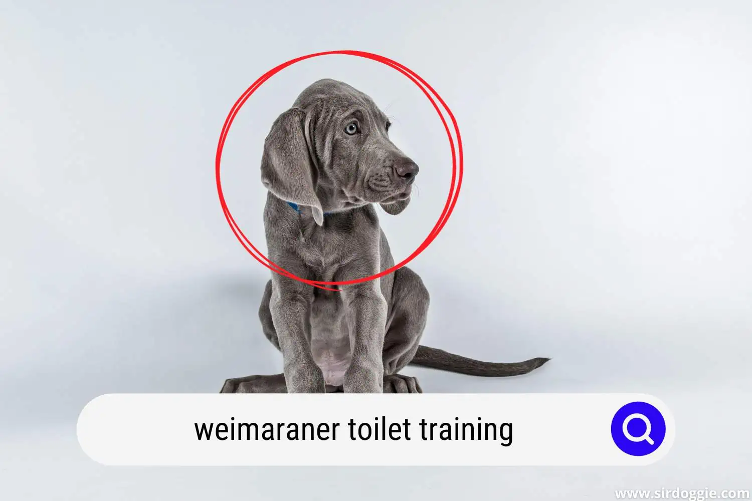 weimaraner toilet training