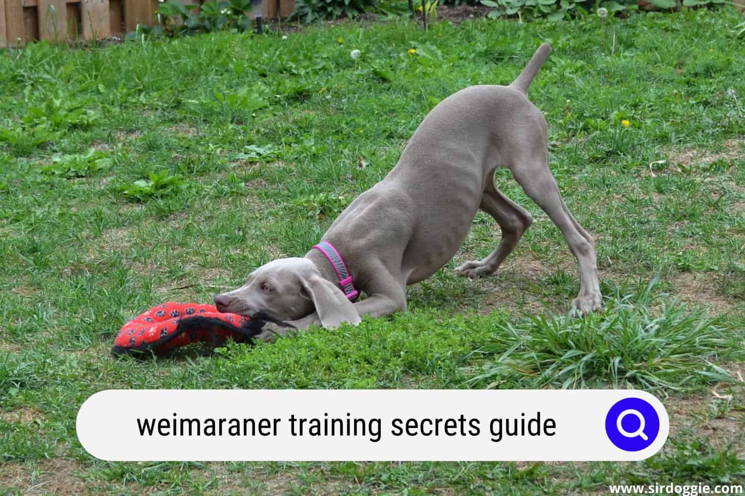 weimaraner training secrets guide