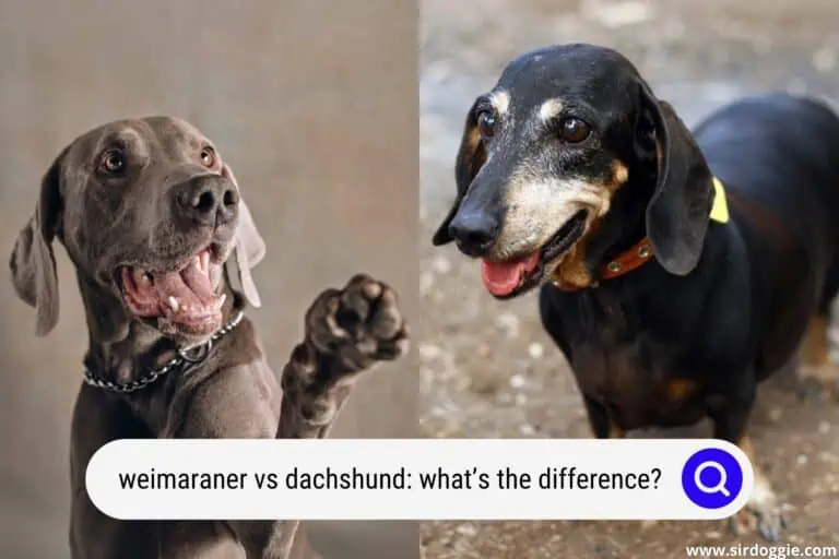 Weimaraner vs Dachshund: What’s the Difference?