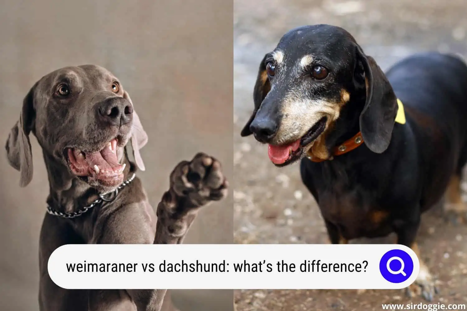 weimaraner vs dachshund