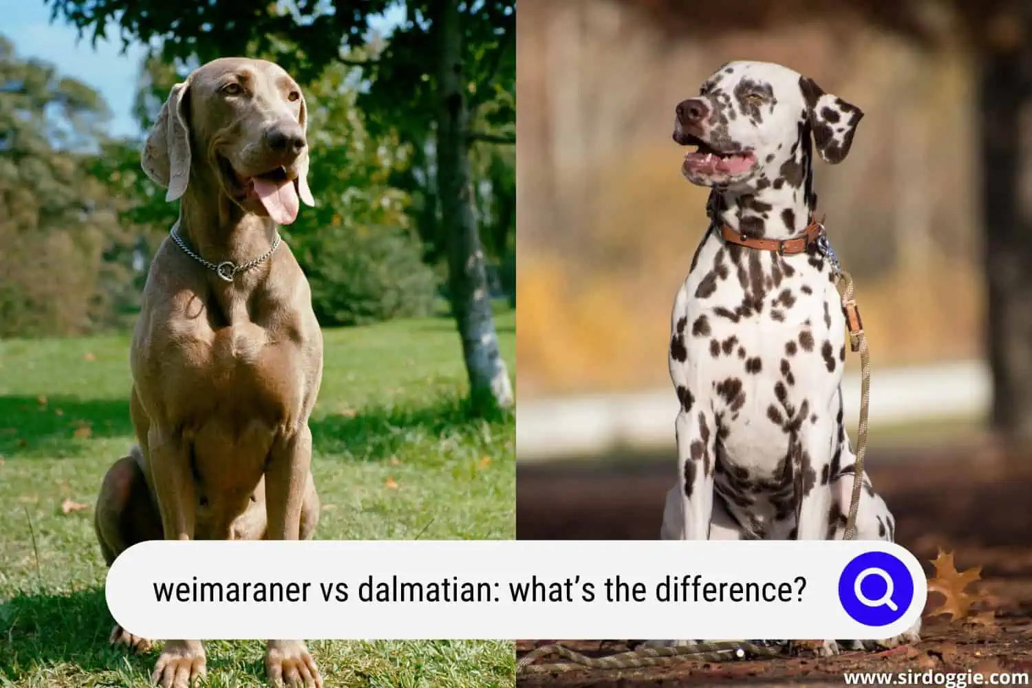 weimaraner vs dalmatian