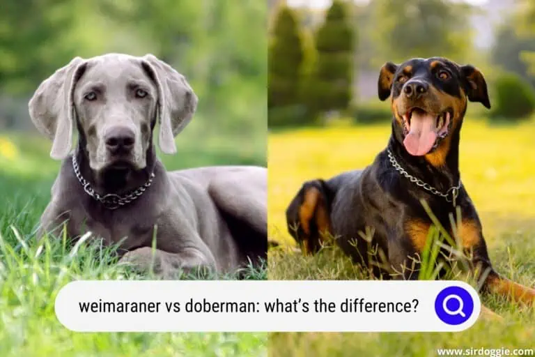 Weimaraner vs Doberman: What’s the Difference?