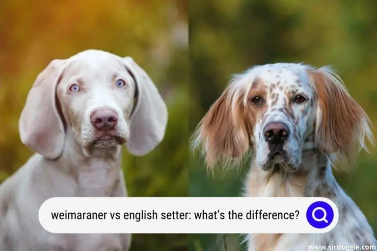 Weimaraner vs English Setter: What’s the Difference?