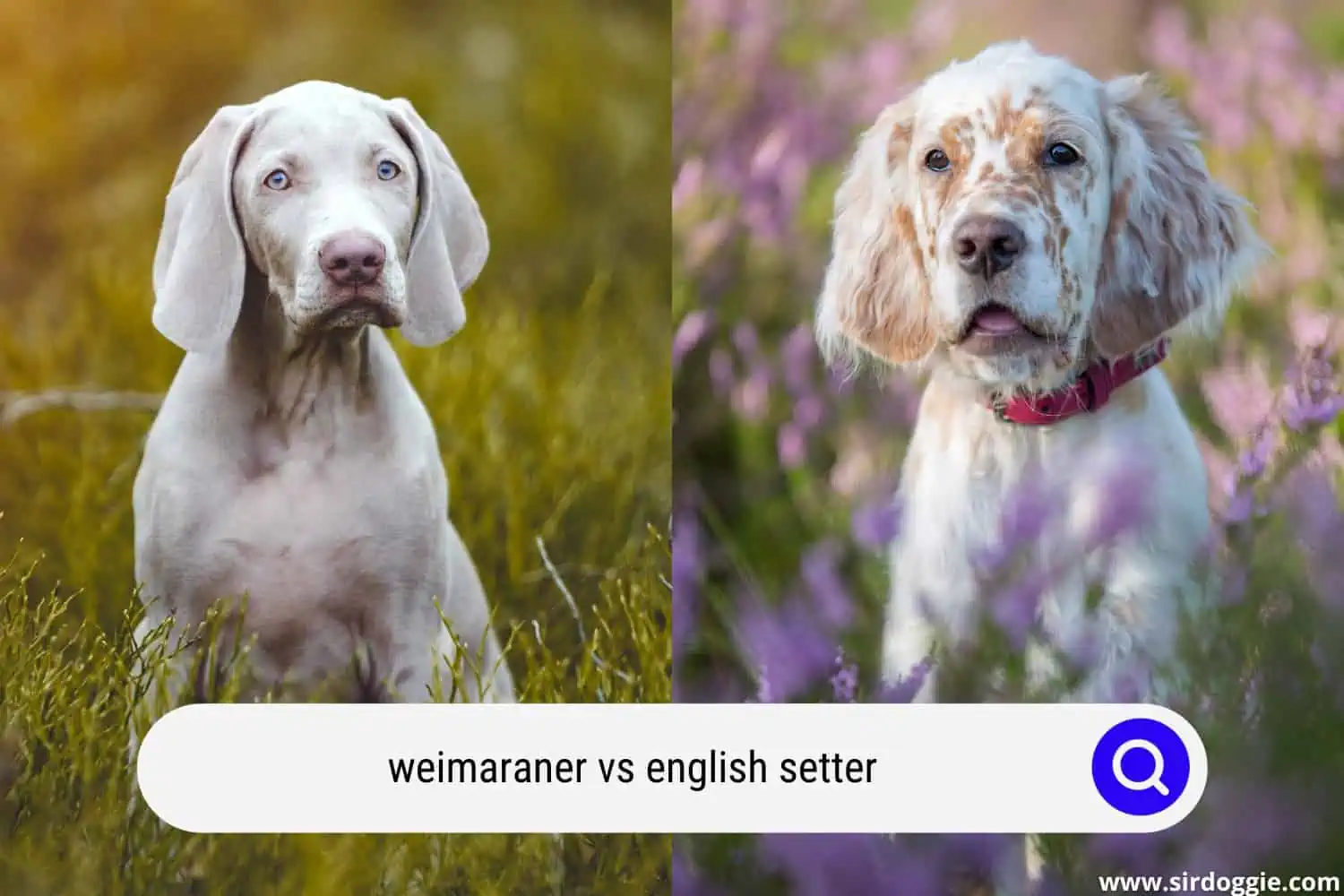 weimaraner vs english setter