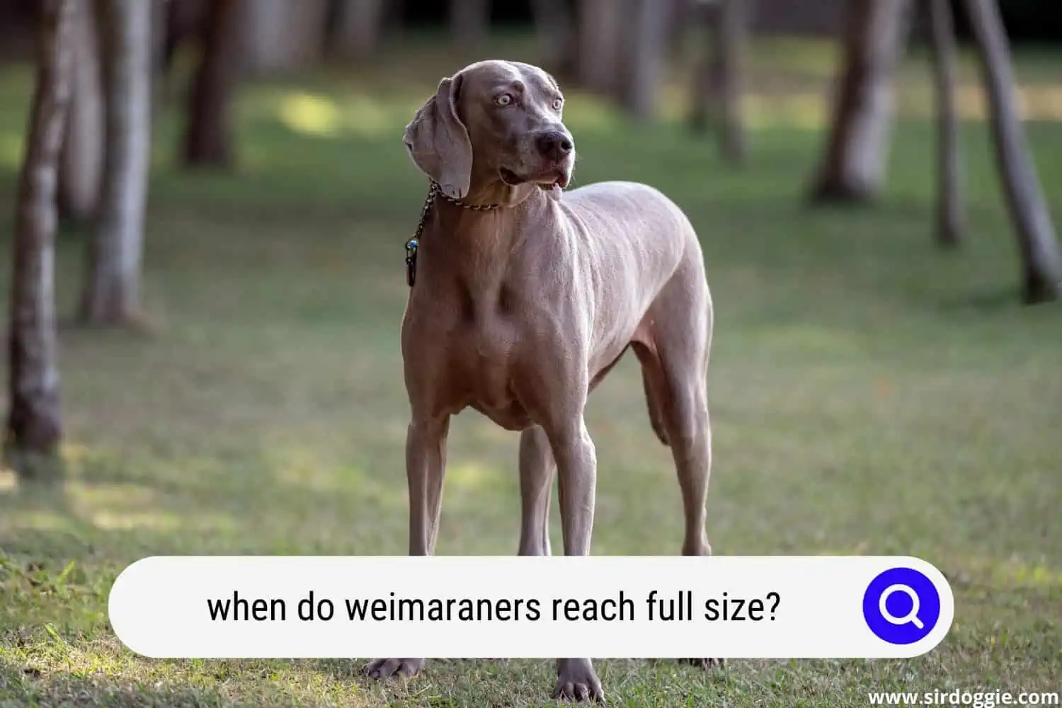 when do weimaraners reach full size