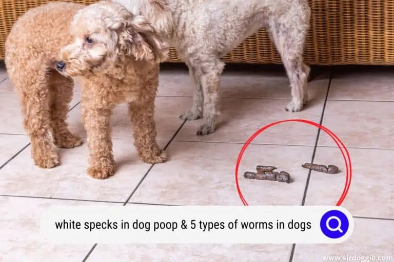 White Specks in Dog Poop & 5 Types of Worms in Dogs