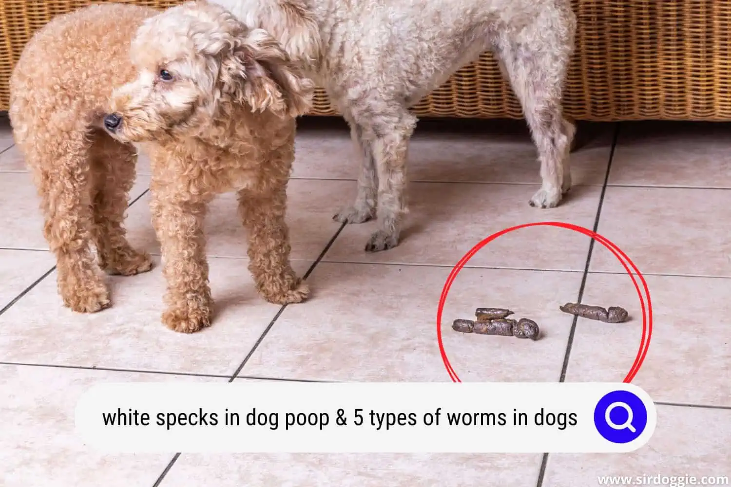 white specks in dog poop