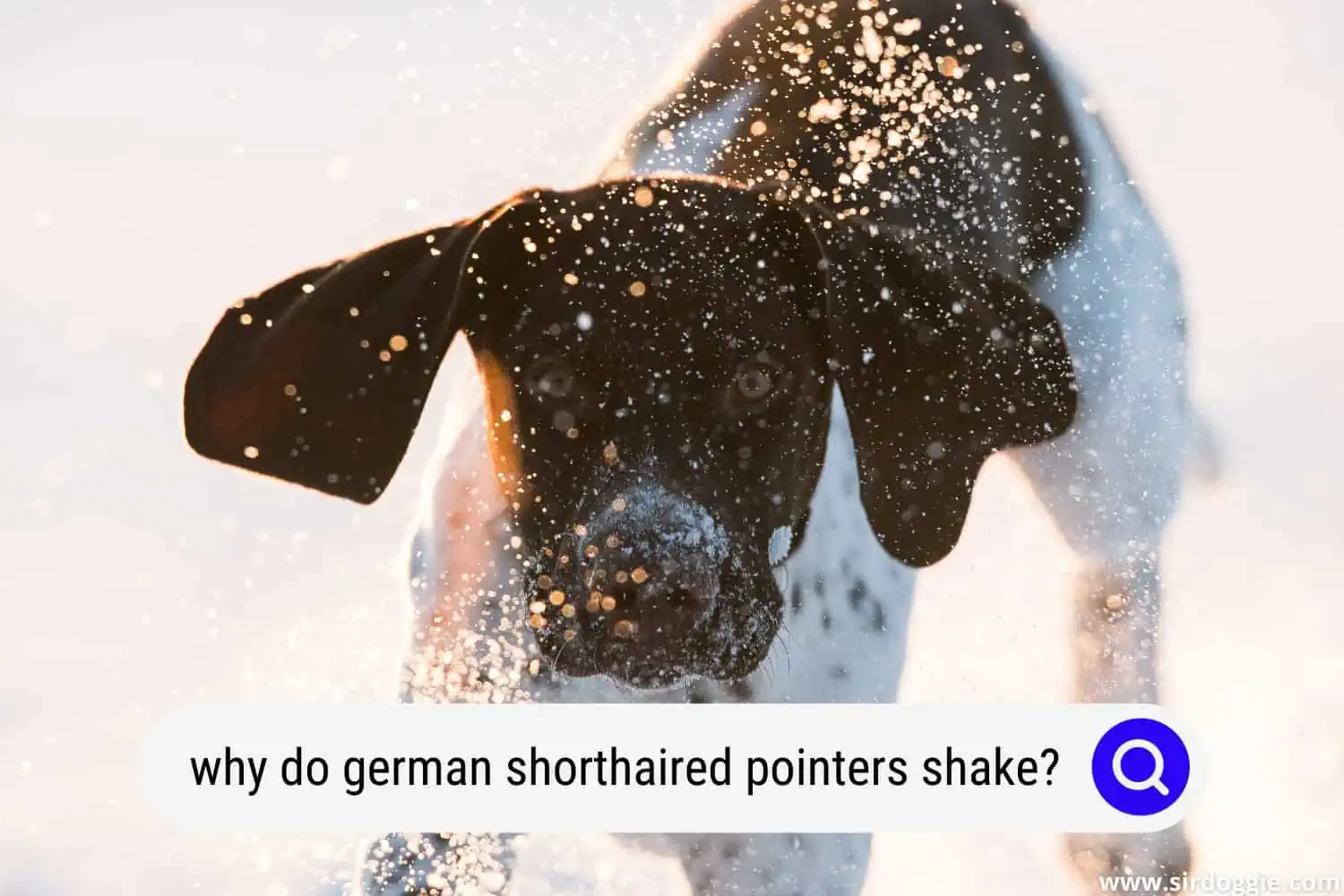 why do german shorthaired pointers shake