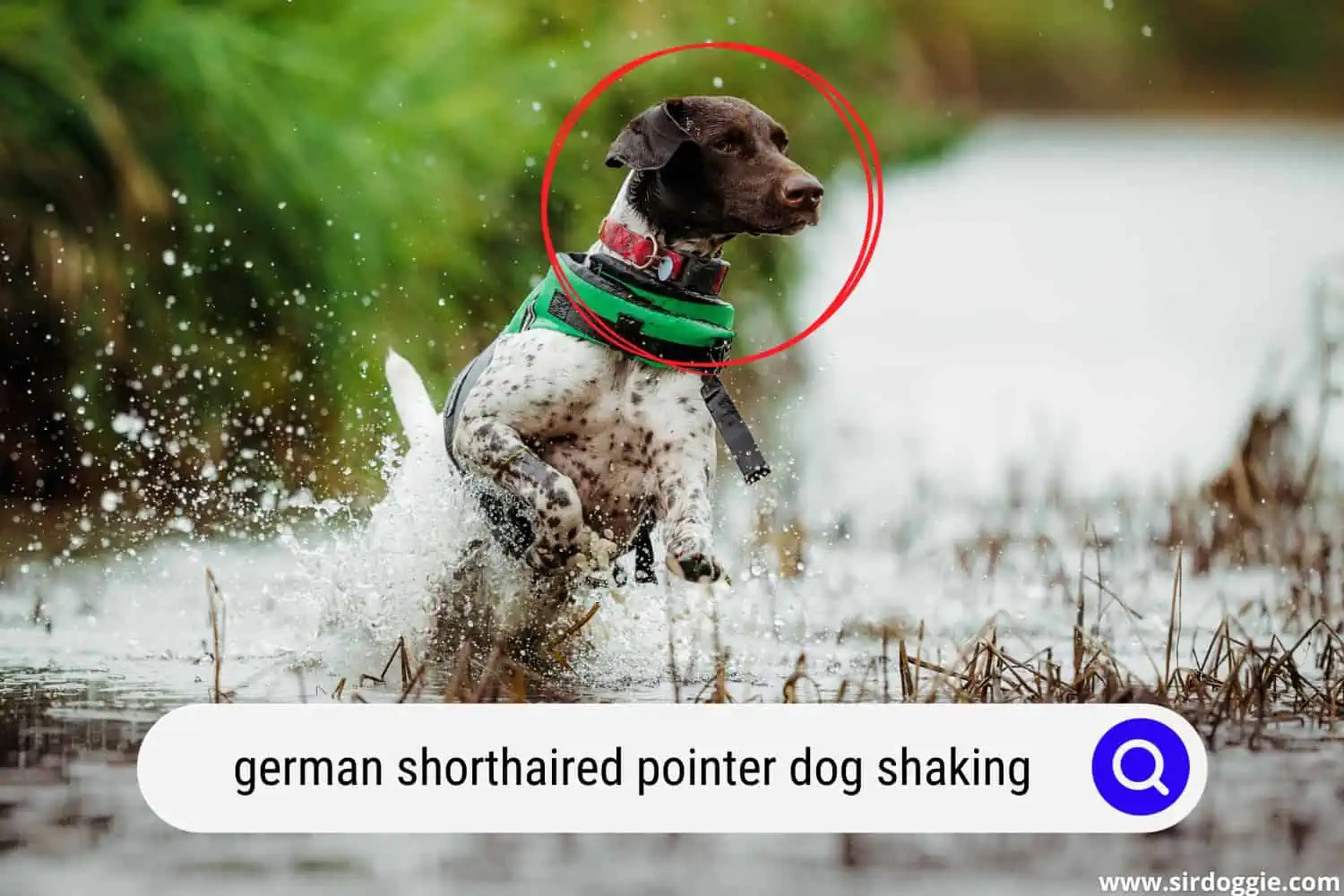 german shorthaired pointer dog shaking
