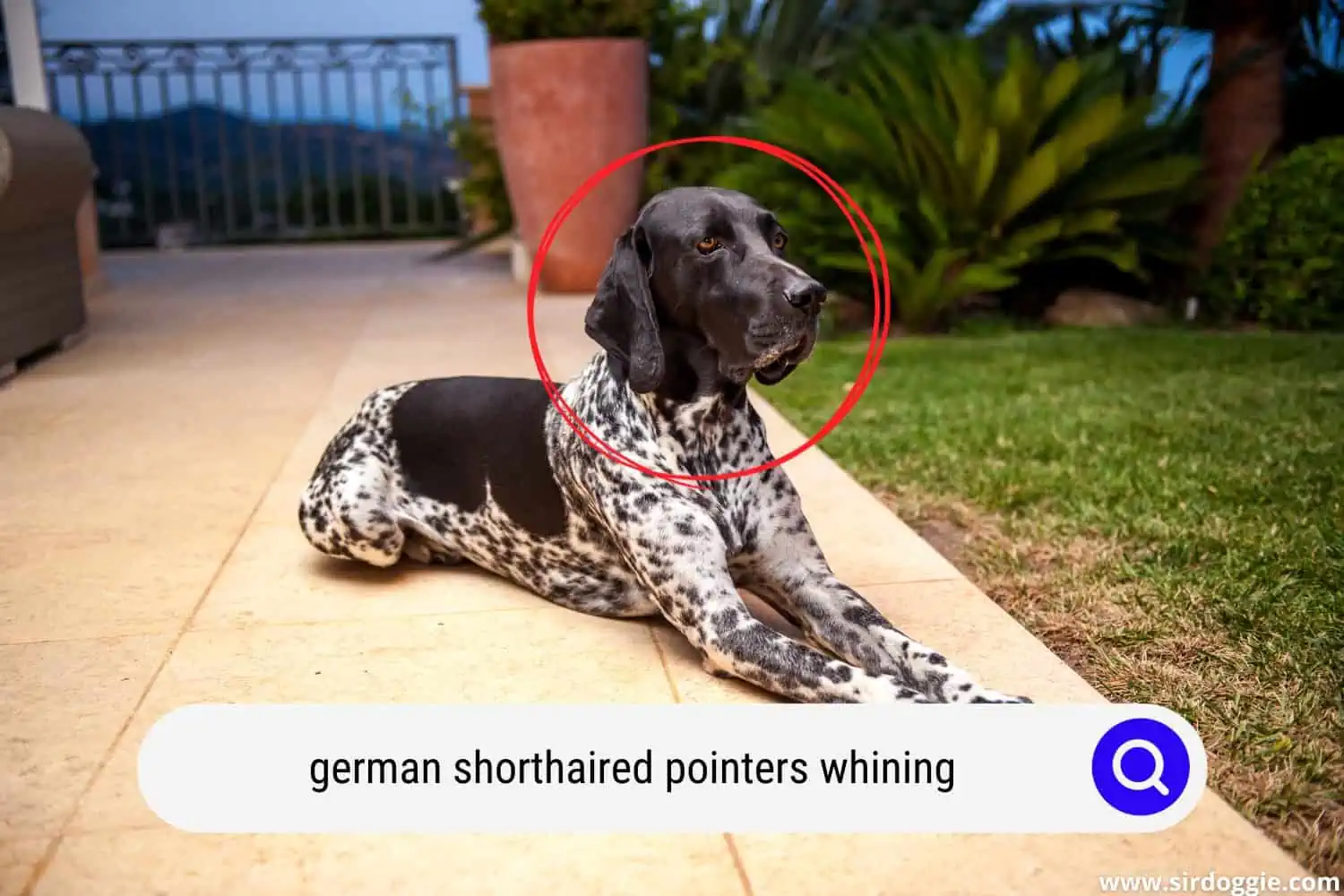 german shorthaired pointer dog whining