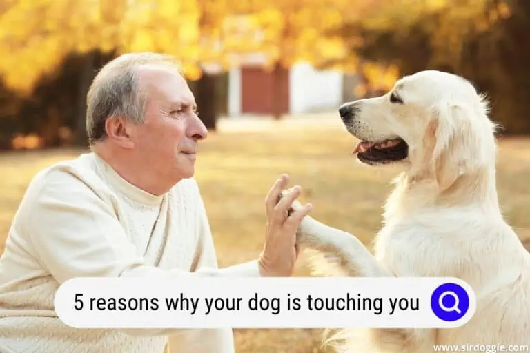 5 Reasons Your Dog Is Always Touching You