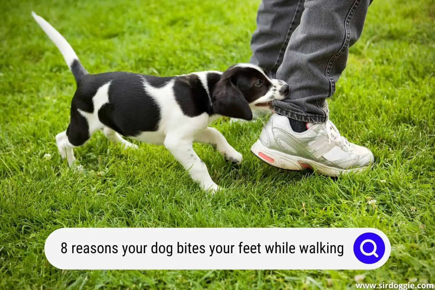 why dog bite feet walking