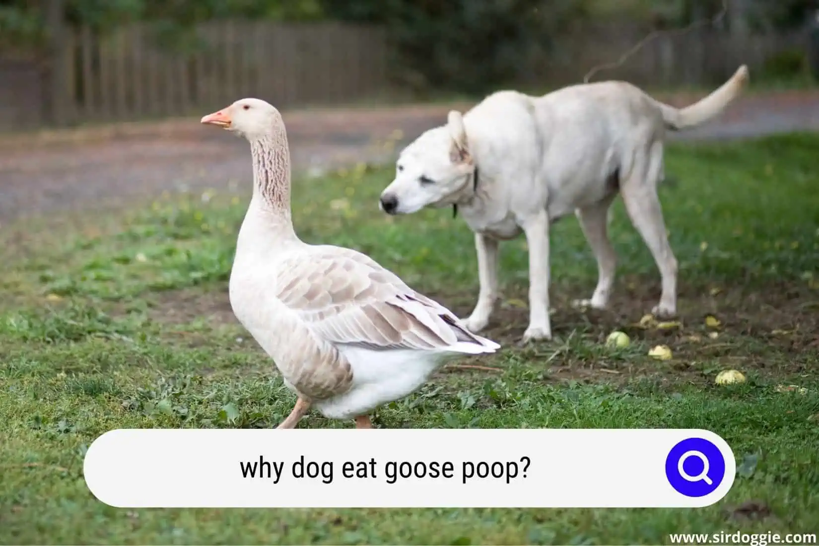 why dog eat goose poop