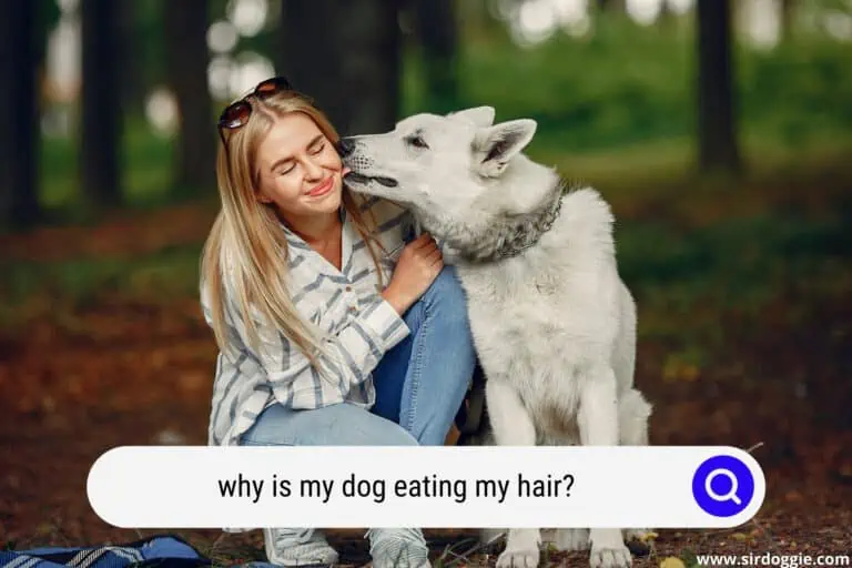 Why Is My Dog Eating My Hair? Mystery EXPLAINED!