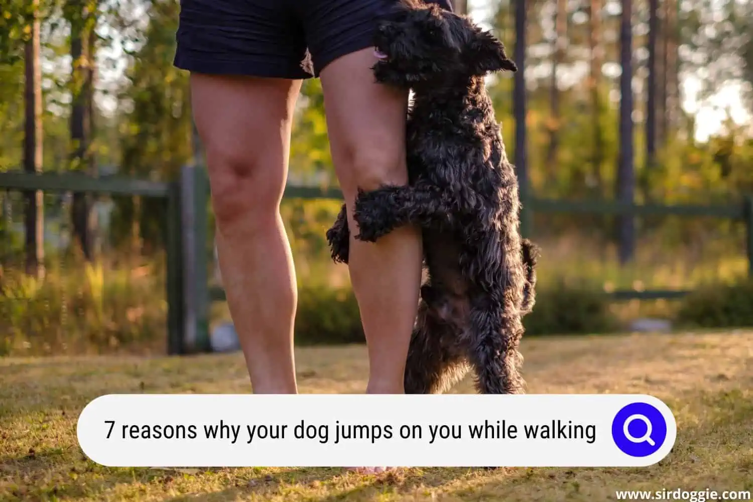 why dog jumps while walking