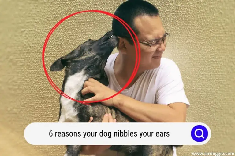 6 Reasons Your Dog Nibbles Your Ears and What To Do