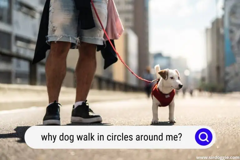 5 Reasons Why Your Dog Walks in Circles Around You