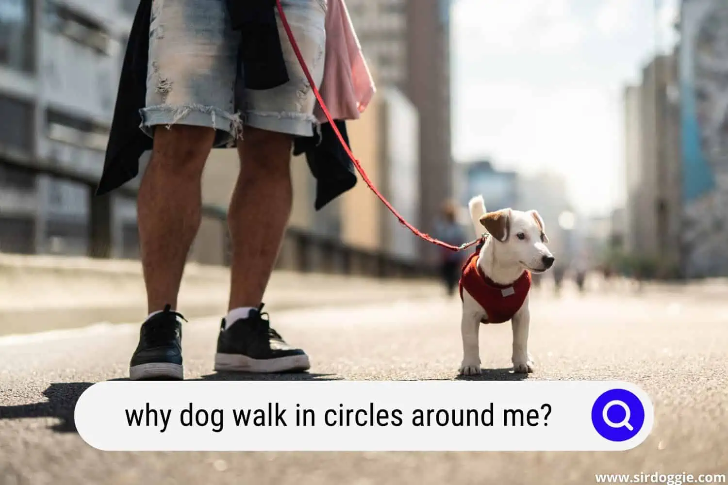 why dog walk in circles around me