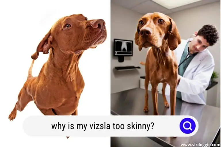 Why is My Vizsla Too Skinny?