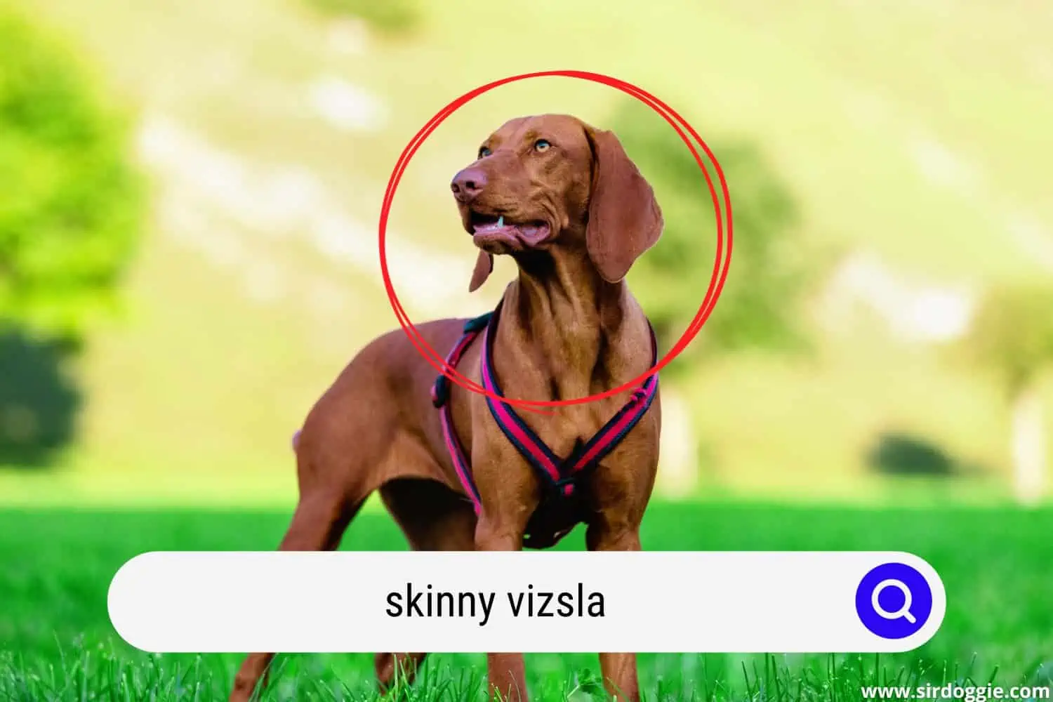 skinny vizsla dog