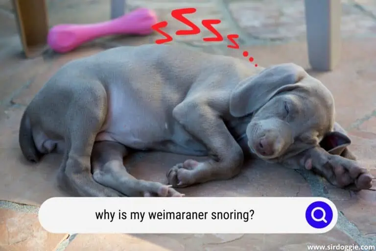 Why Is My Weimaraner Snoring?