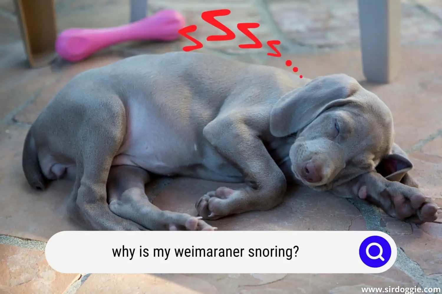 why is my weimaraner snoring