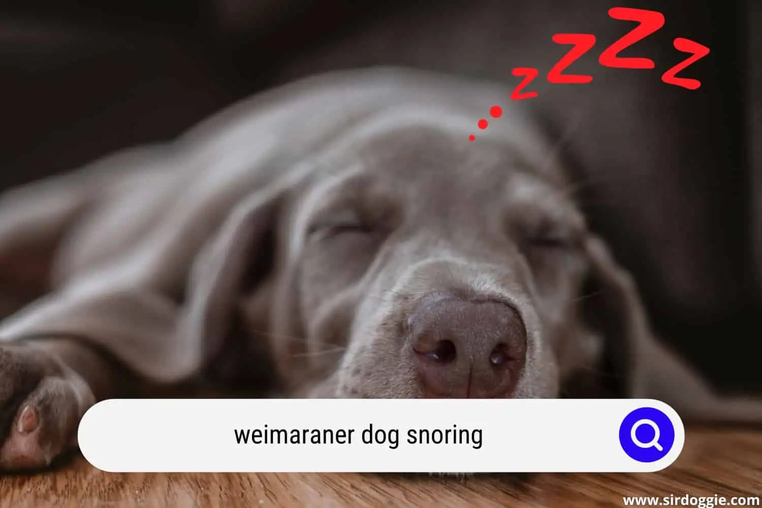 weimaraner snoring