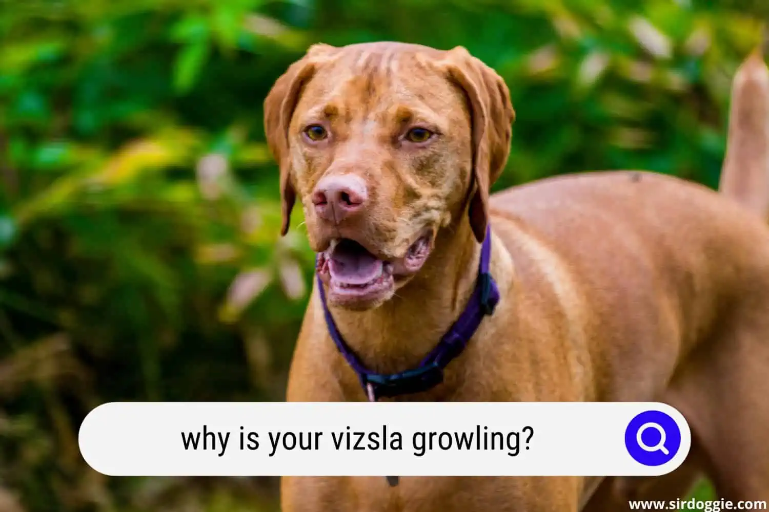 why is your vizsla growling