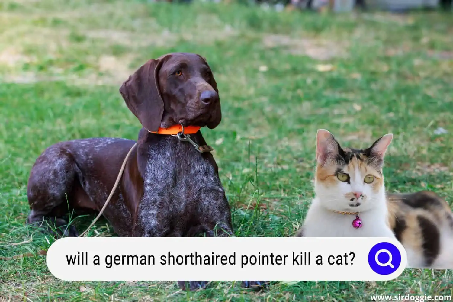 will a german shorthaired pointer kill a cat