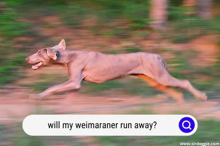 Will My Weimaraner Run Away?