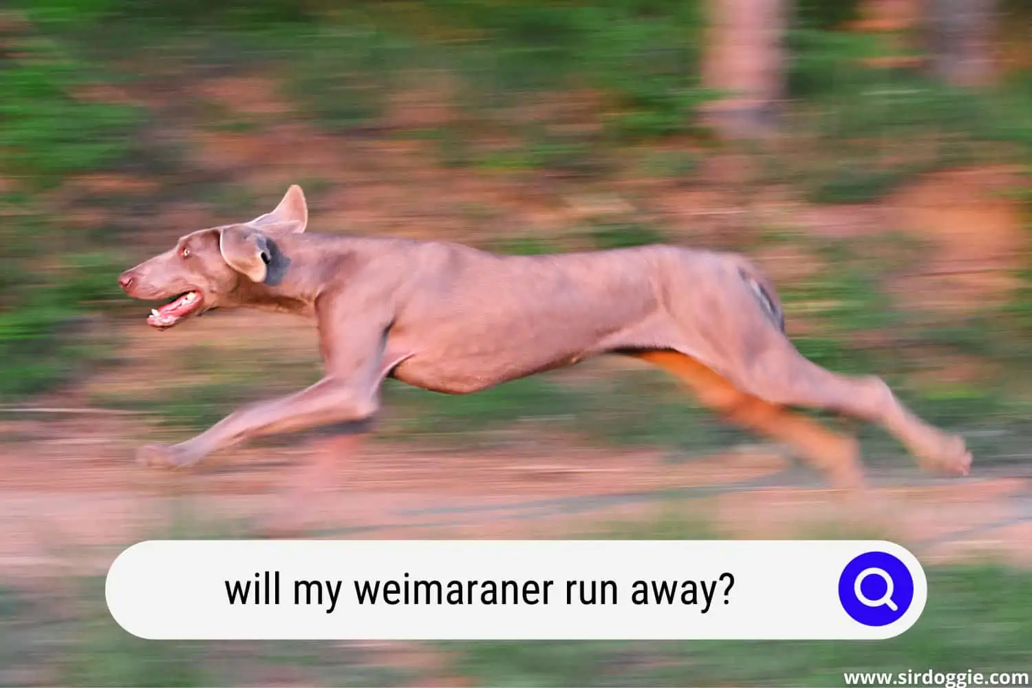 will my weimaraner run away