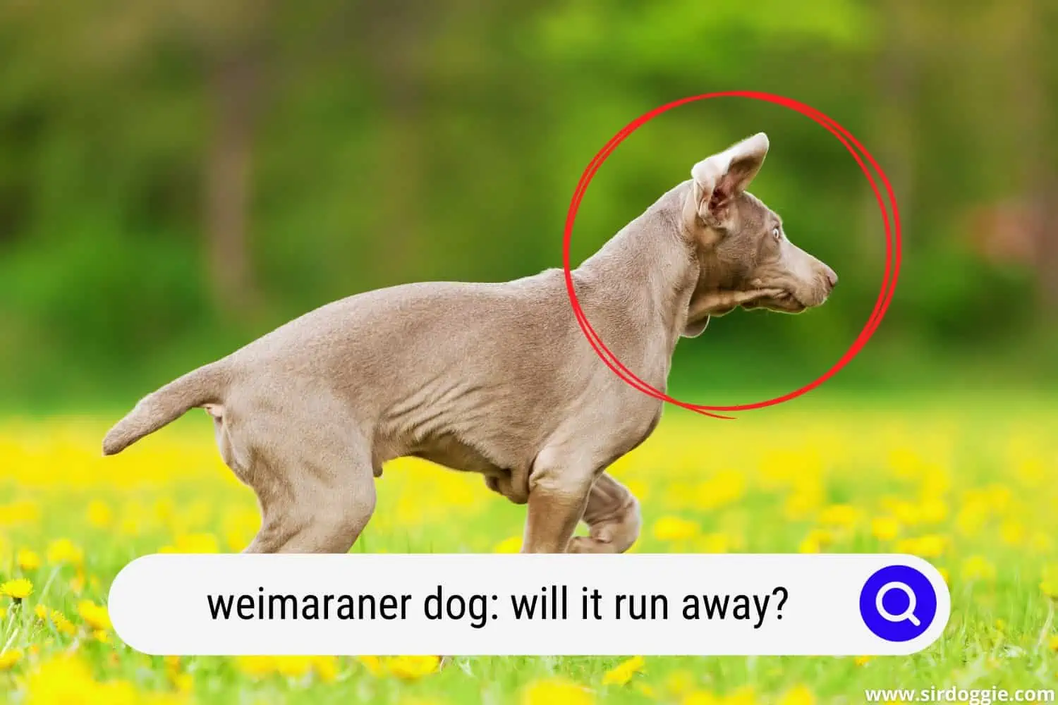 weimaraner dog running away