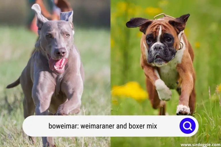 Boweimar: Weimaraner and Boxer Mix A Complete Guide