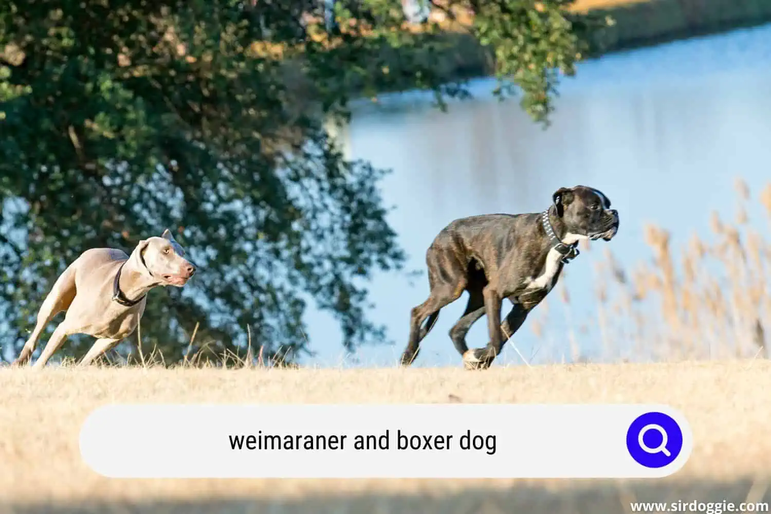 weimaraner and boxer dog