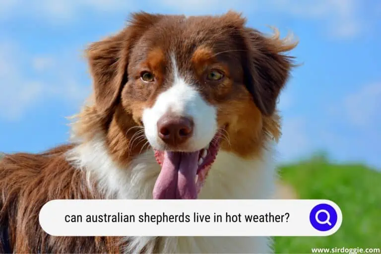 Can Australian Shepherds Live in Hot Weather?