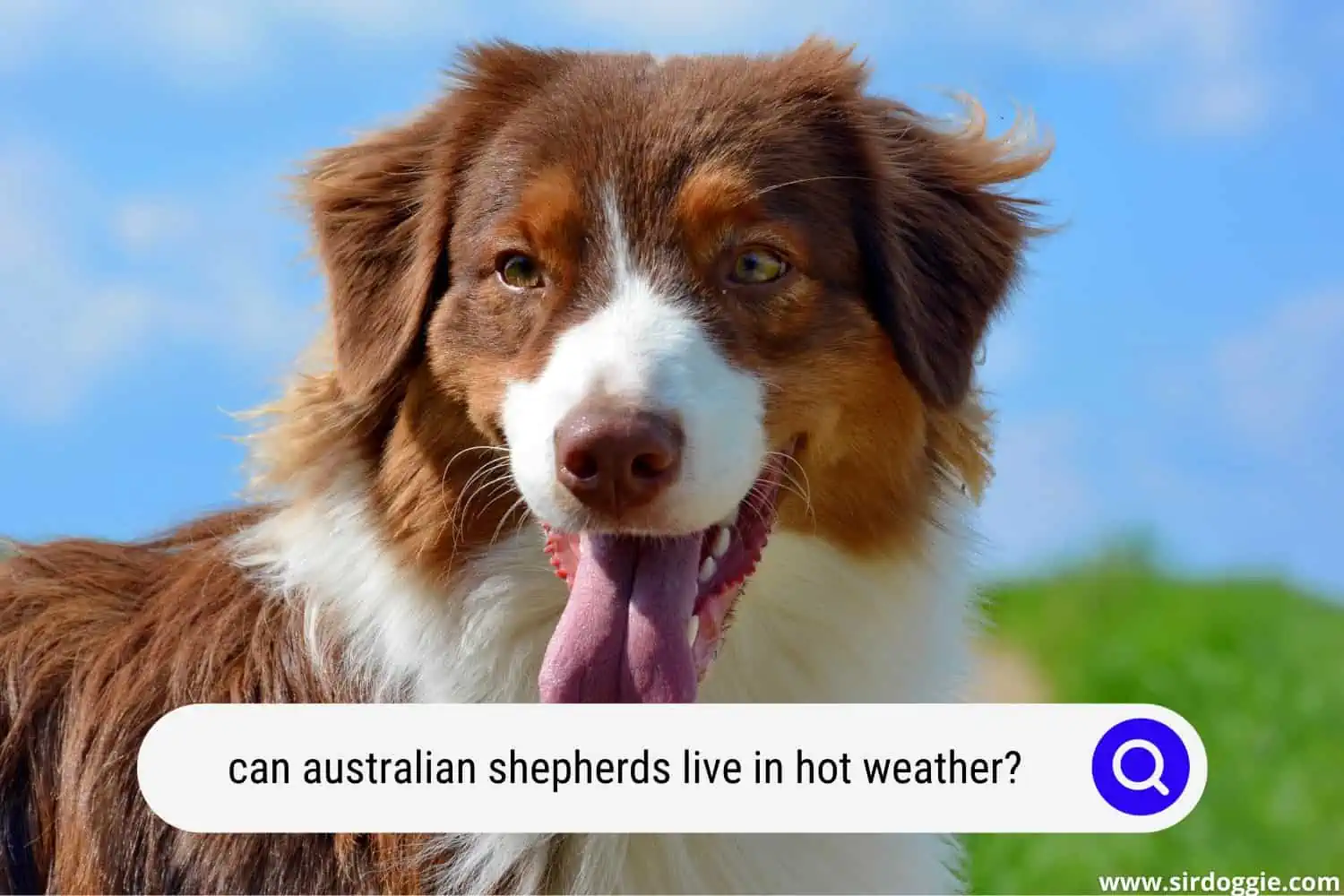 can australian shepherds live in hot weather