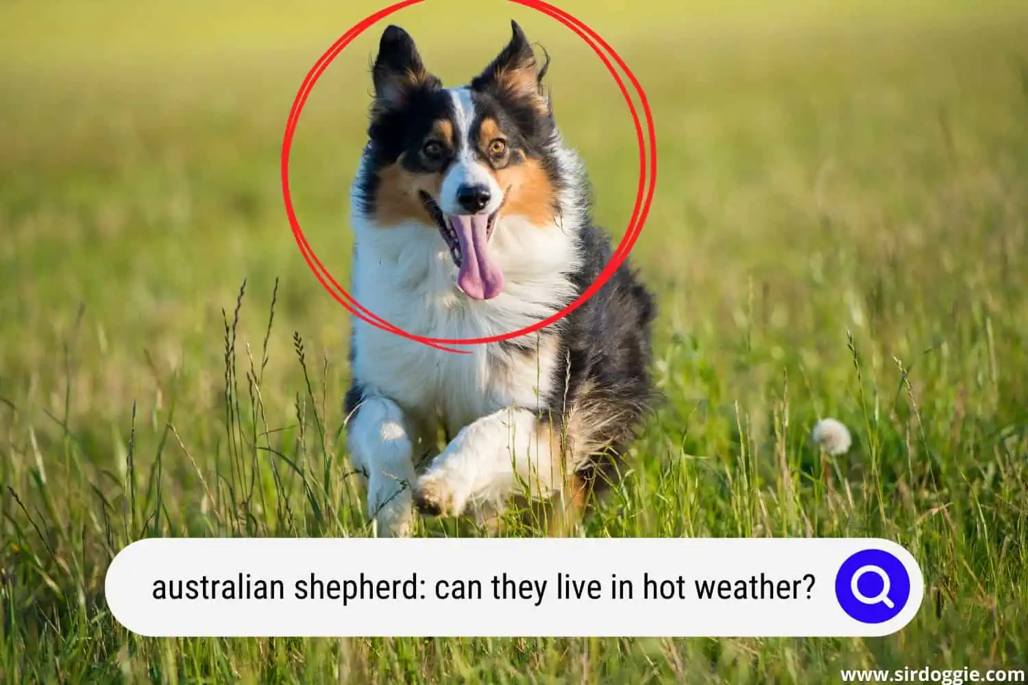 australian shepherd running in hot weather