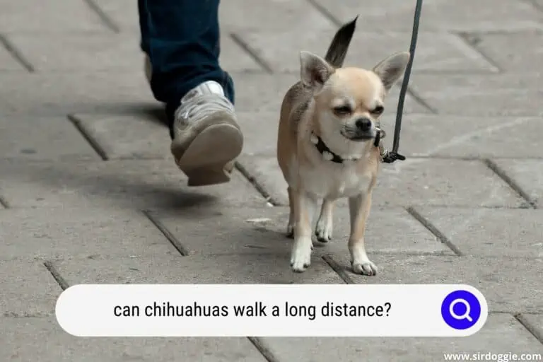 Can Chihuahuas Walk a Long Distance?