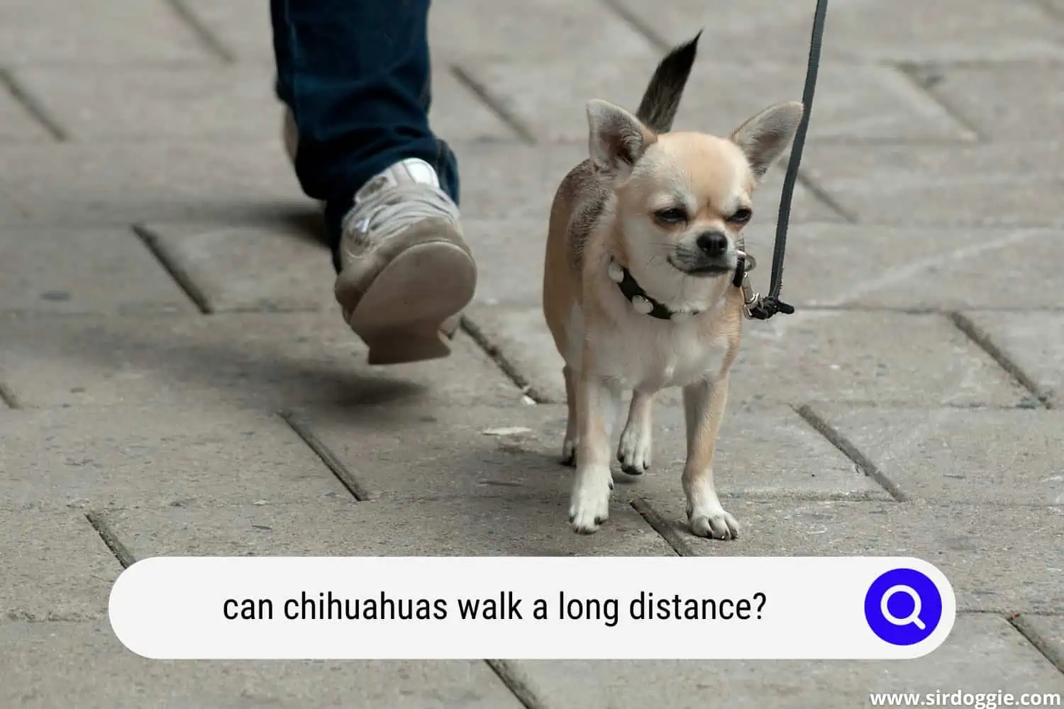 can chihuahuas walk a long distance