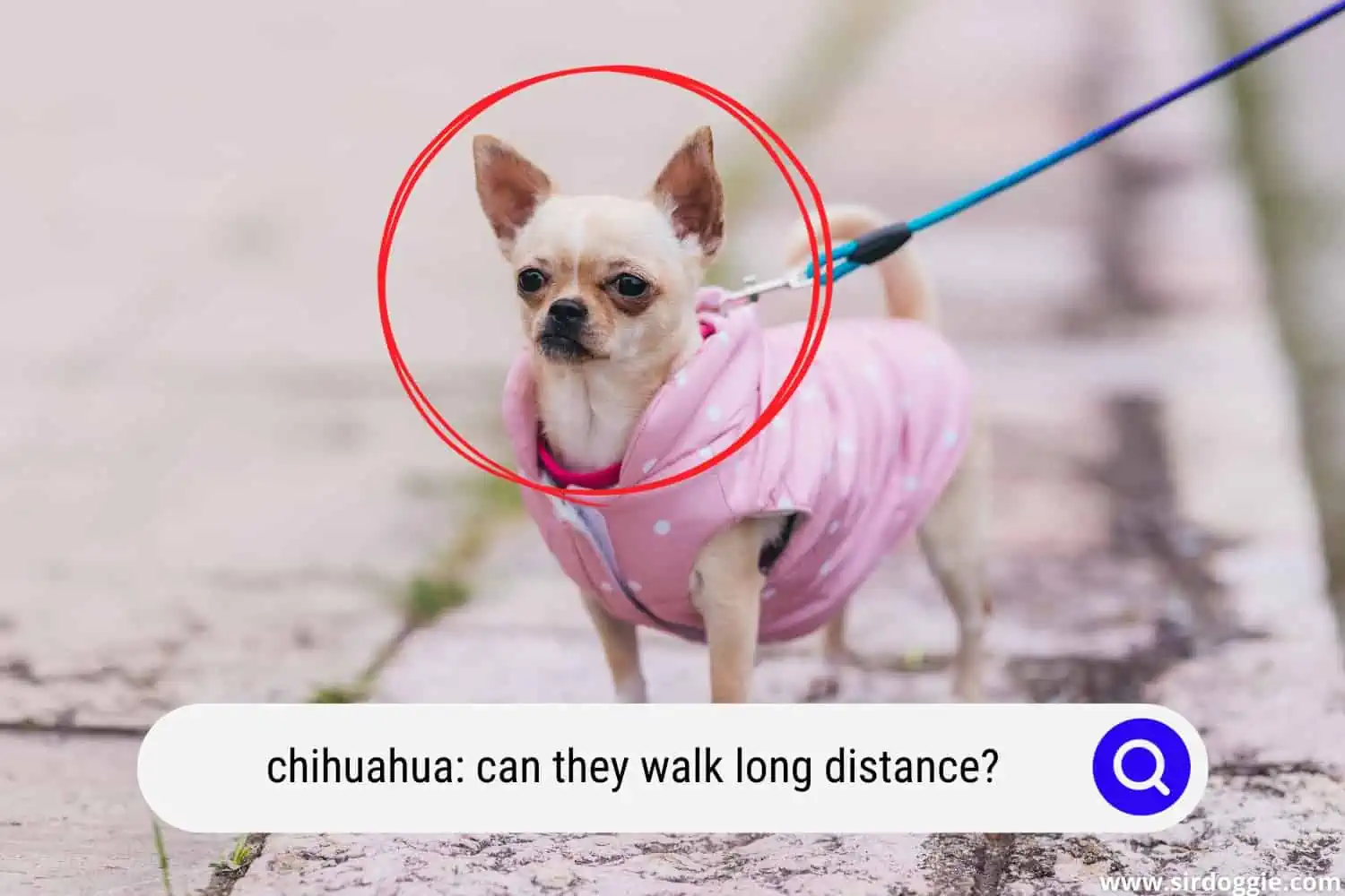 chihuahua dog walking
