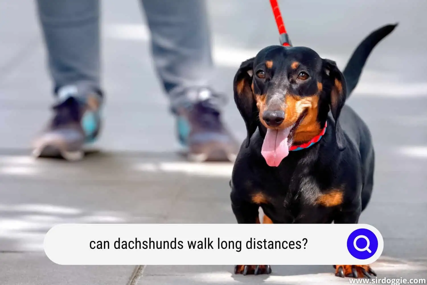 can dachshunds walk long distances