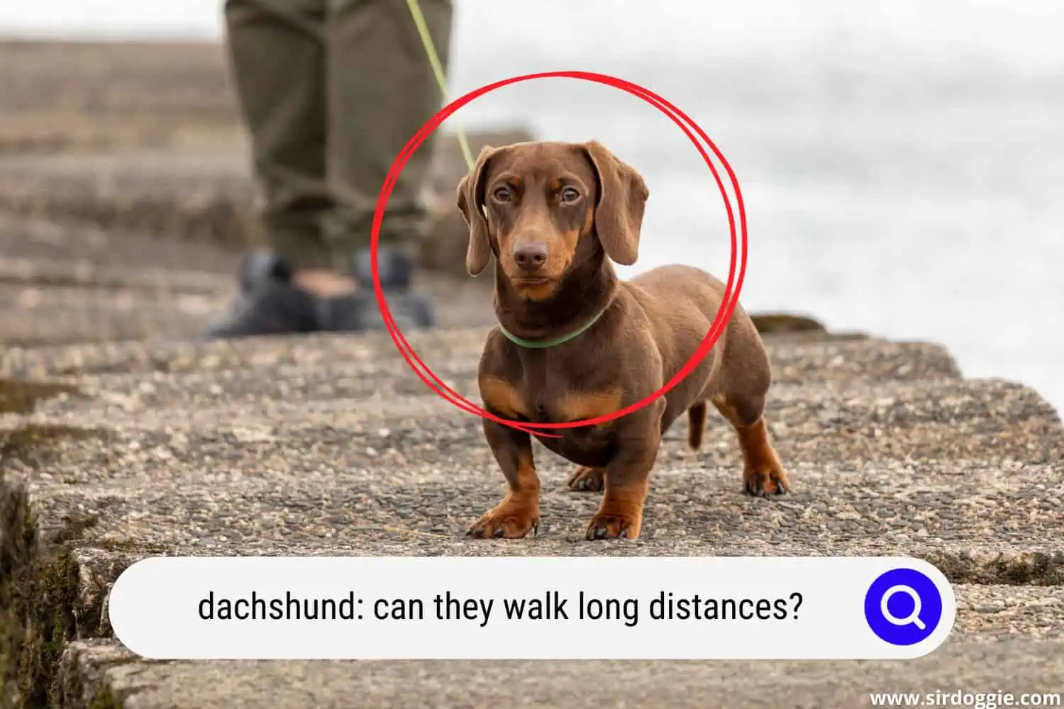 dachshund dog walking