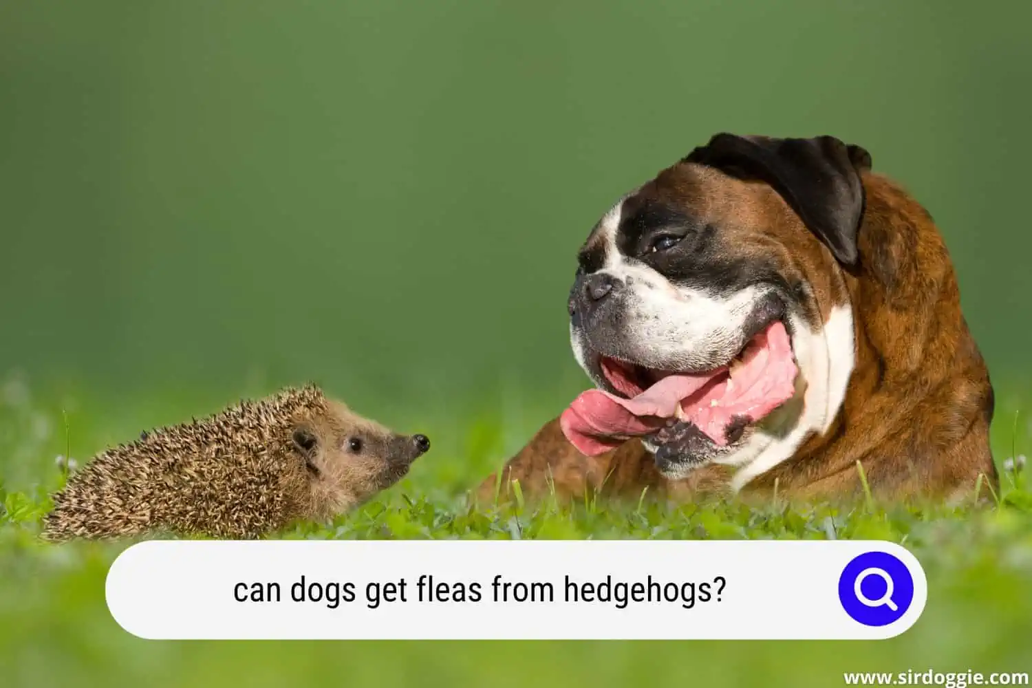 can dogs get fleas from hedgehogs