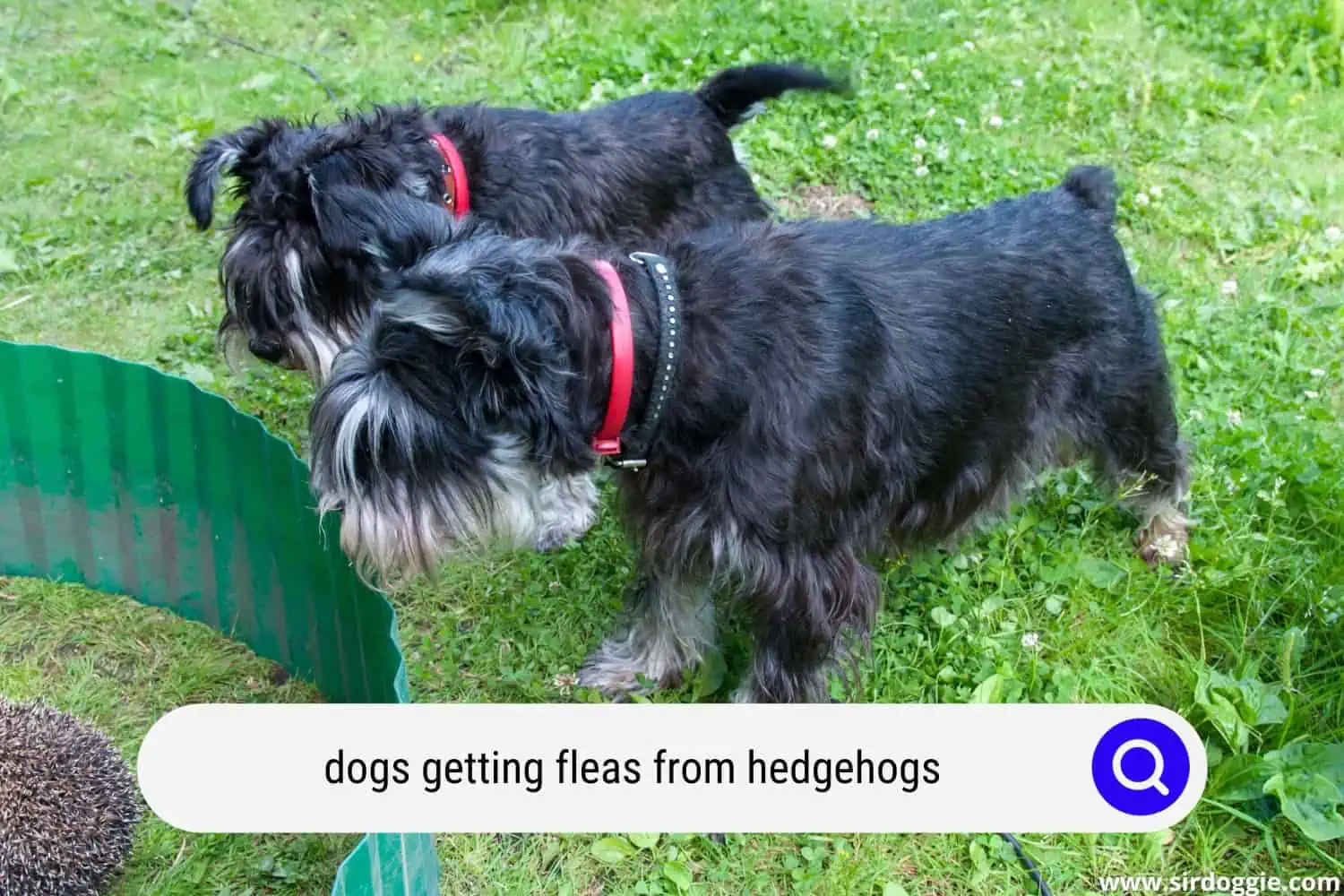 two dogs and hedgehog