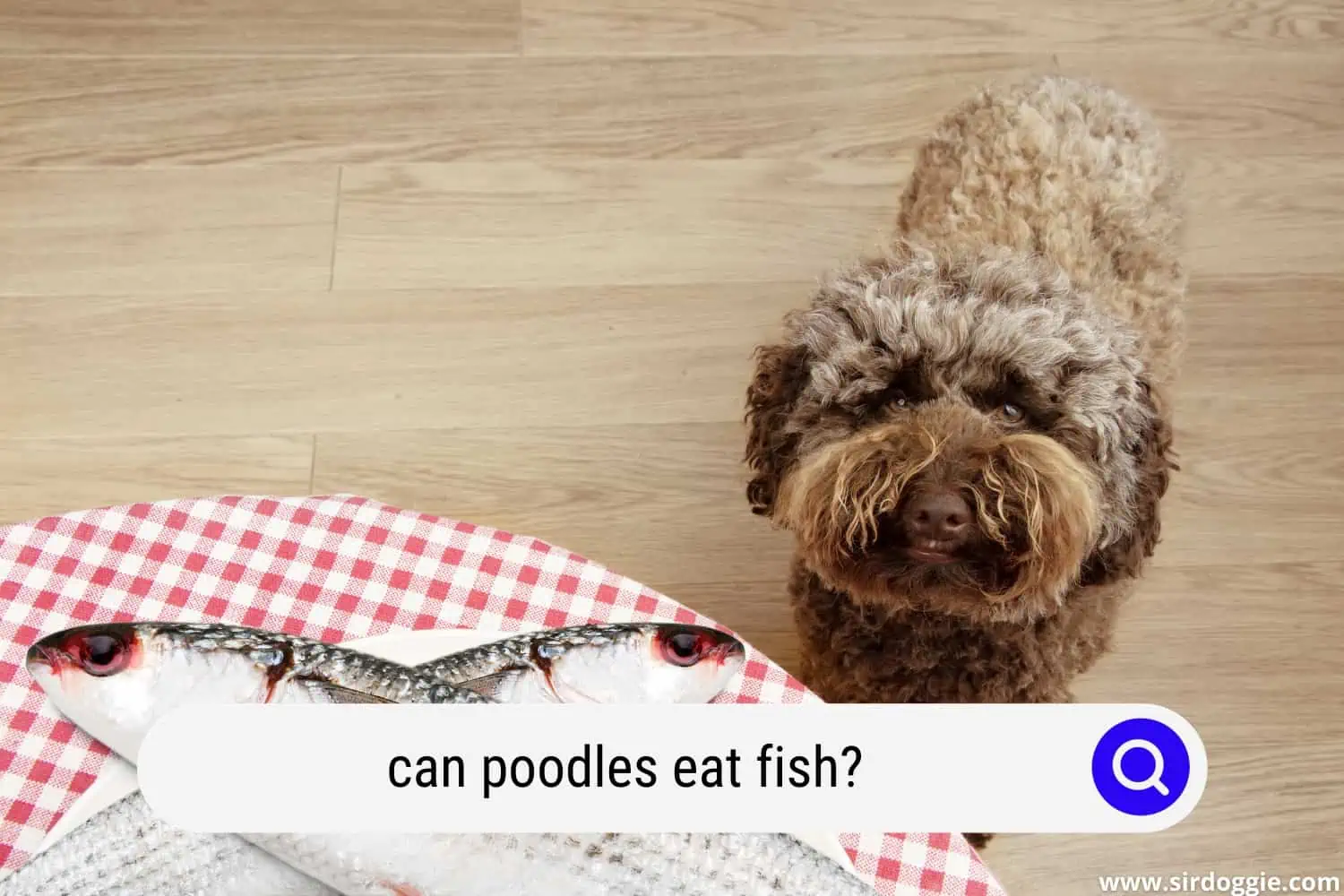 can poodles eat fish