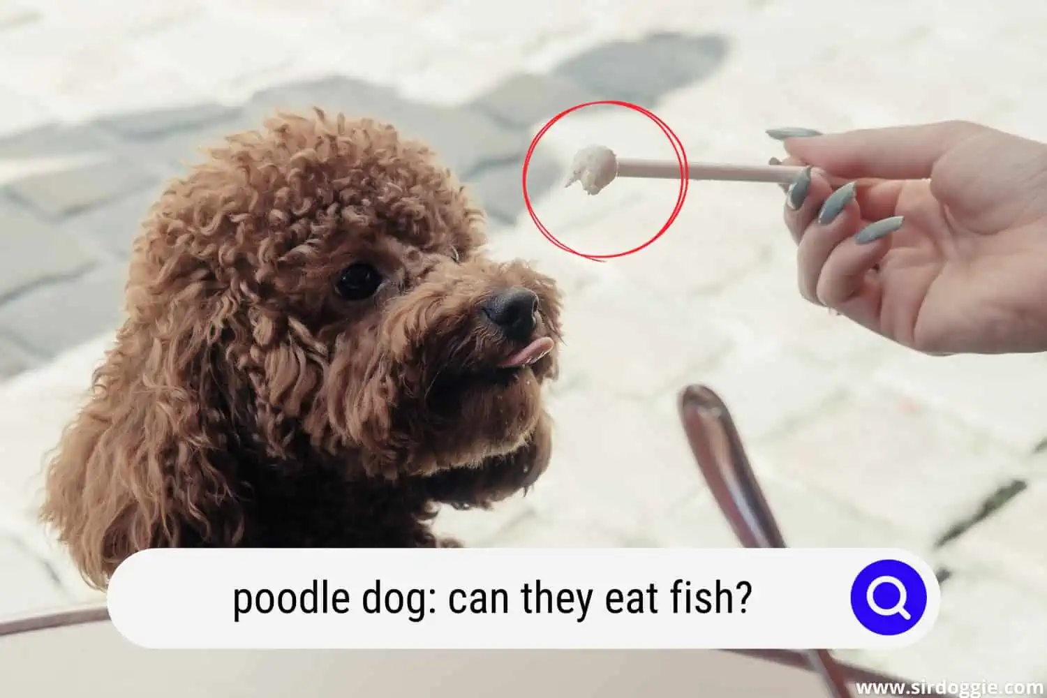 owner feeding poodle dog with fish