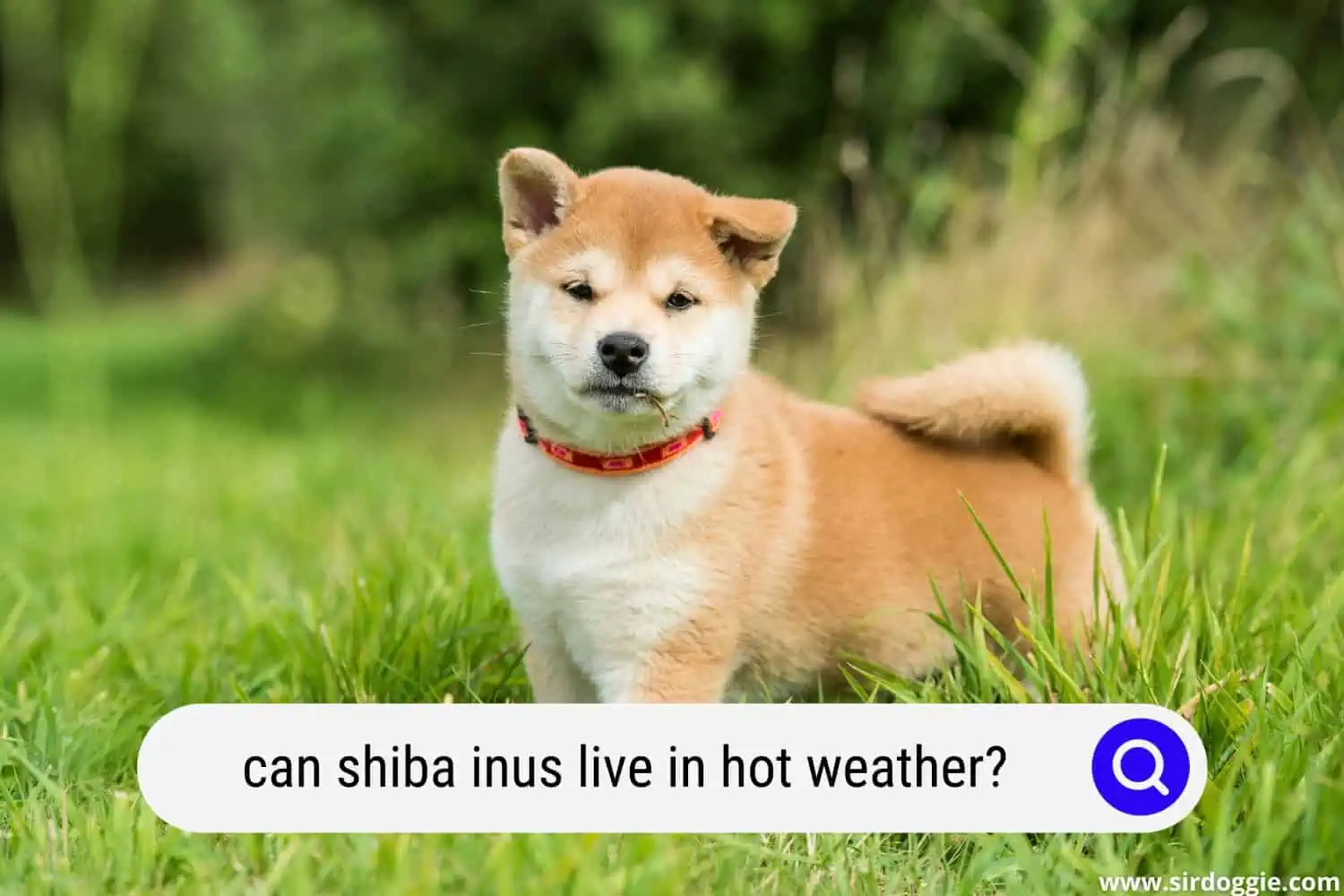 can shiba inus live in hot weather