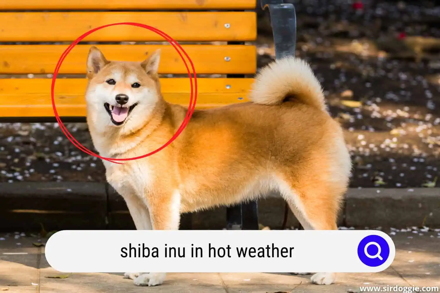 happy japanese shiba inu dog walking in a hot weather
