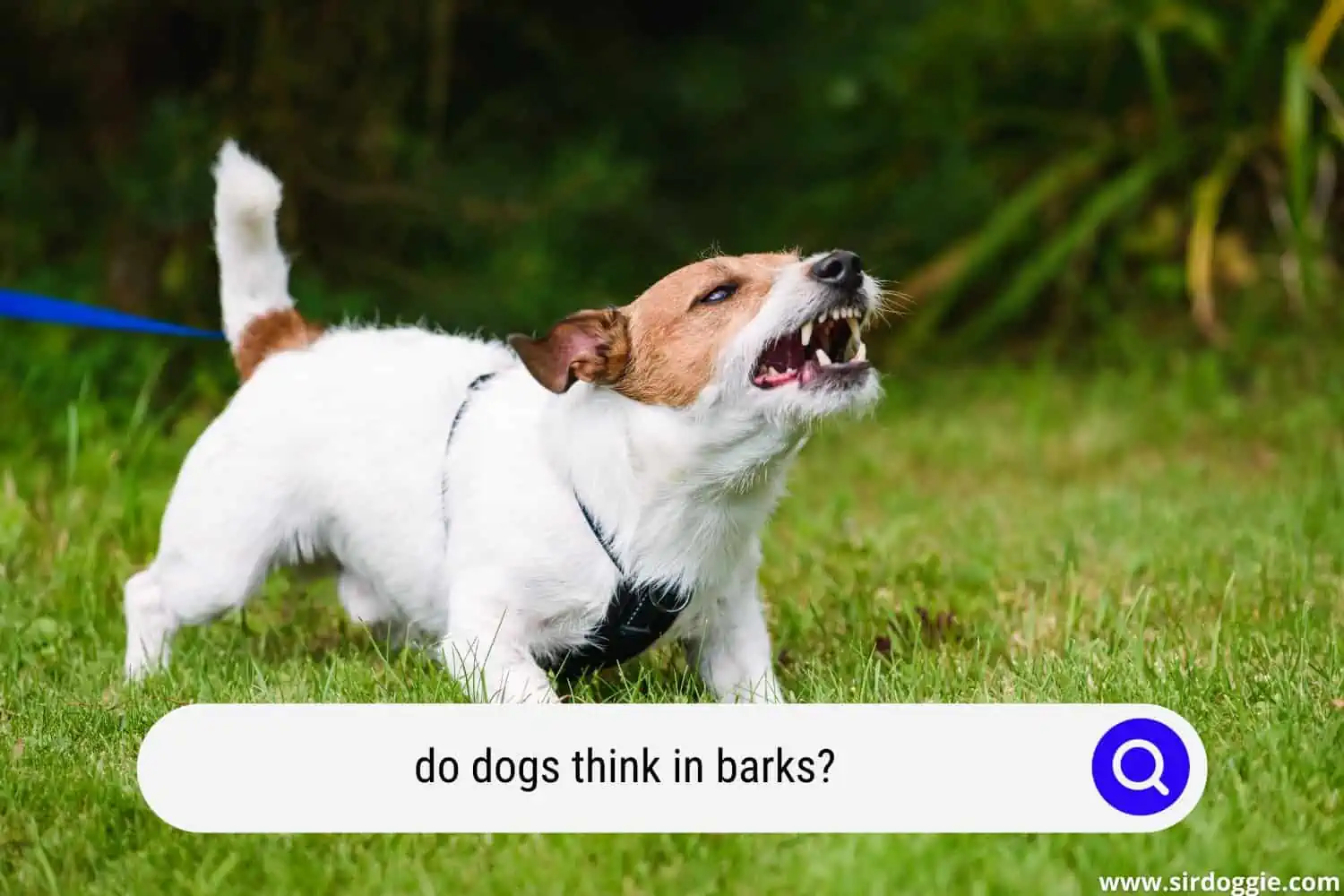 do dogs think in barks